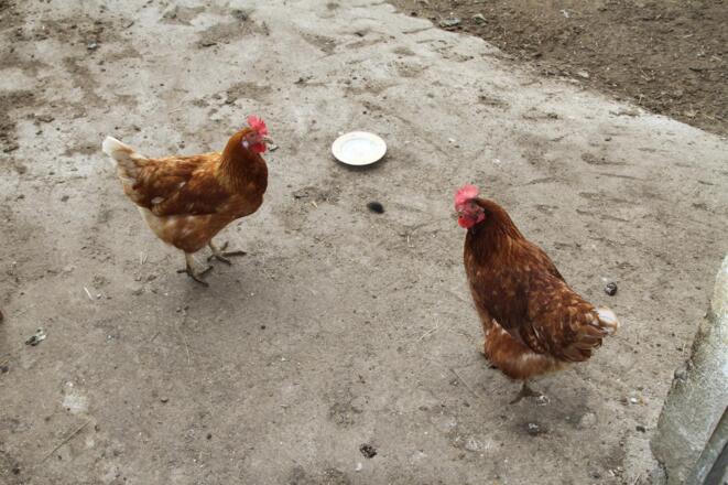 Bergbauernhof Burkert