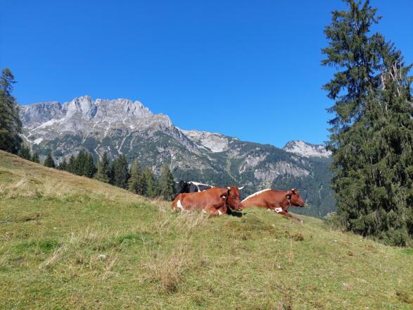 Umgebung