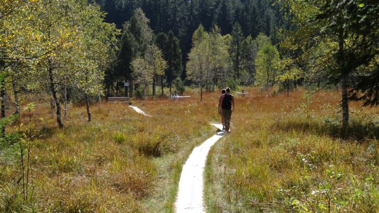 Weg zum Wildrosenmoos
