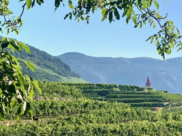 Steinriegl Weinriede in Weißenkirchen