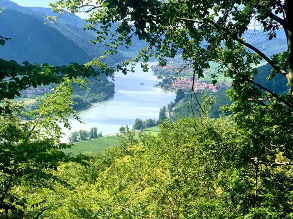 Die Donau bei Weißenkirchen