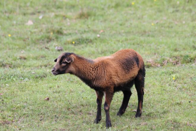 Bergbauernhof Burkert