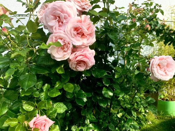 Blühende Rosen im Gastgarten des Radler-Rast Cafés in Oberarnsdorf