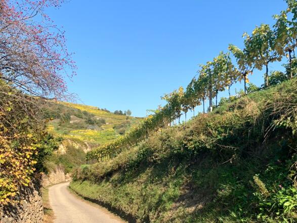 Die Kellergasse von Rothenhof