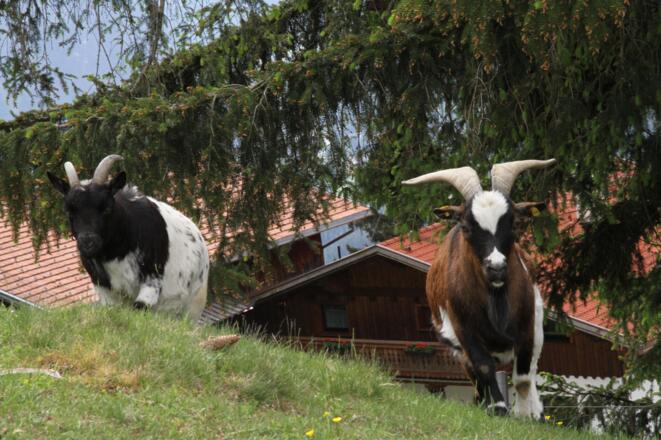 Bergbauernhof Burkert