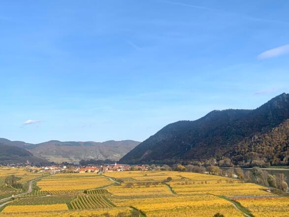 Thal Wachau Weingärten