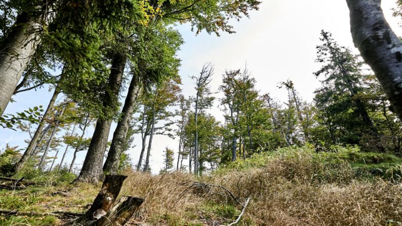 Herbststimmung Hochzell