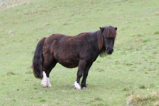 Bergbauernhof Burkert