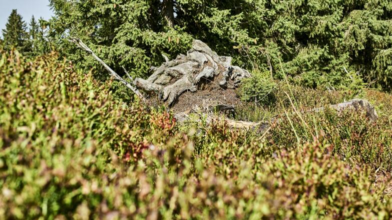 Herbststimmung Hochzell