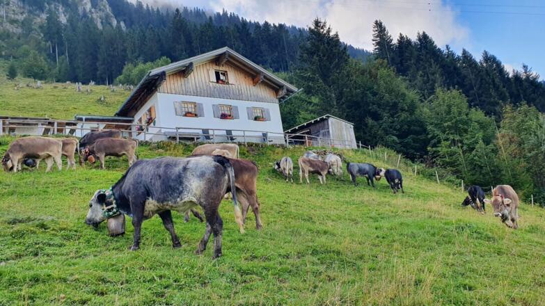 Viescheid Alpe Kalkhöf
