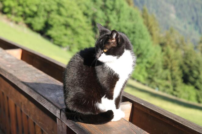 Bergbauernhof Burkert