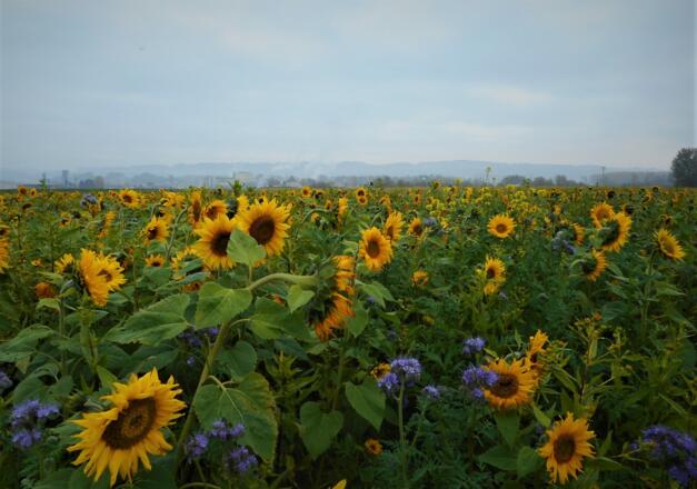 Sonnenblumenfeld im Eferdinger Becken