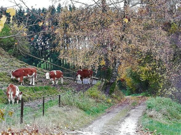 Viehweide mit Kühen in der Talmulde