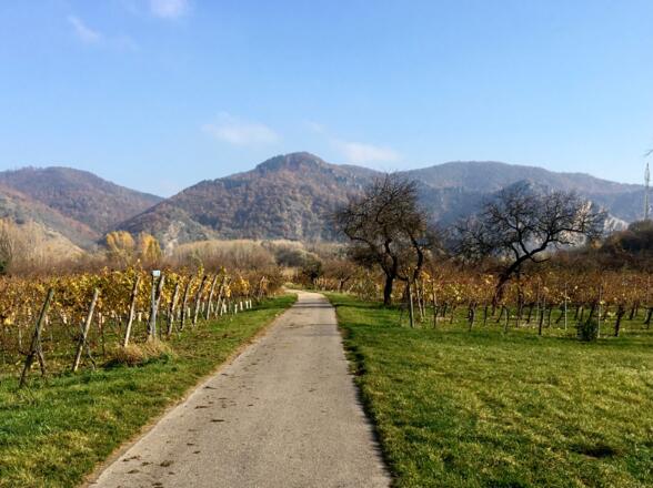 Donauradweg in Rührsdorf mit Blick auf den Vogelberg