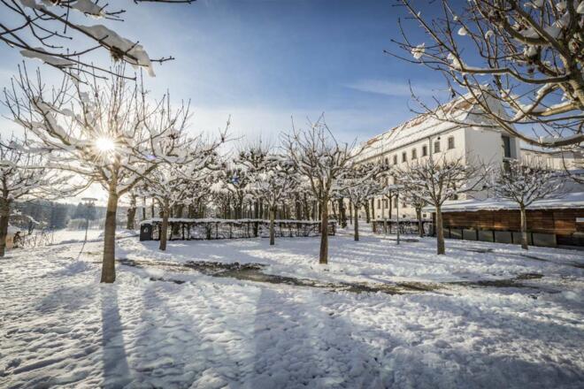 Platanen vor der Schlosswirtschaft bzw. Augustiner Chorherrenstift im Winter