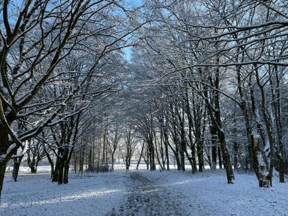 Verschneite Bäume am Germeringer See