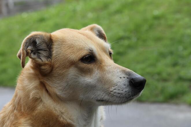 Bergbauernhof Burkert