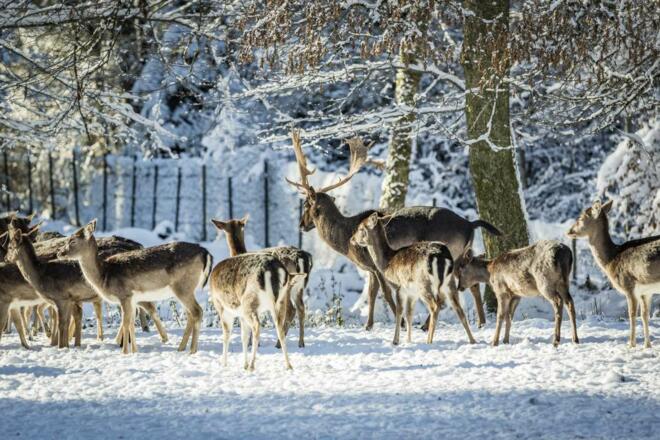 Wildgehege auf der Herreninsel