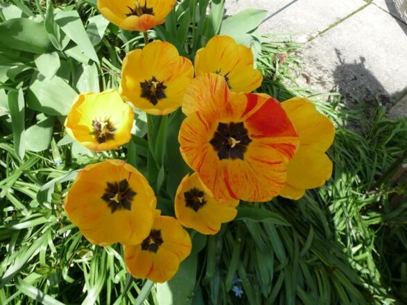 Frühling endlich...schön...