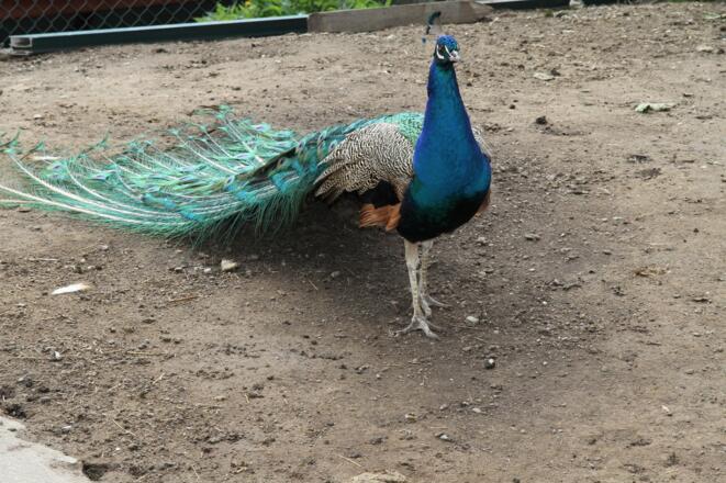 Bergbauernhof Burkert