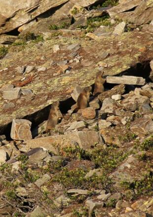 Bewohner in der Silvretta