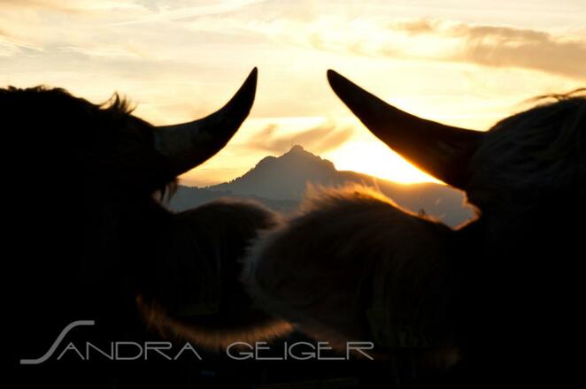 Kuhhörne vor Grünten