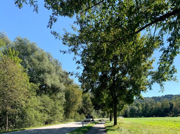 Der Donauradweg neben der Nibelungenstraße