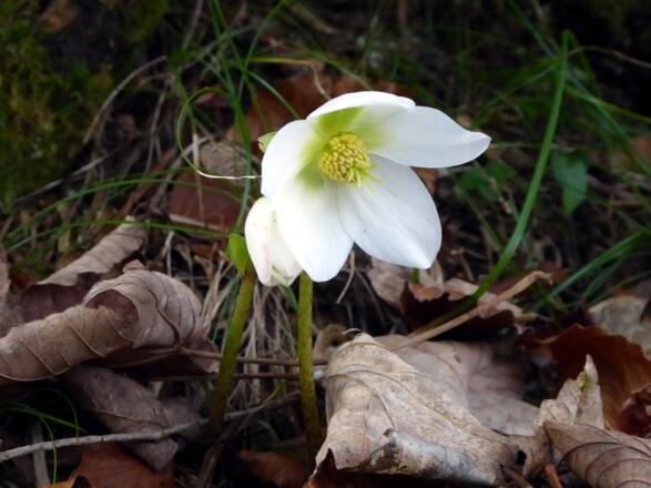 Im Winter blühen am Kugelbergrundweg zahlreiche Schneerosen.
