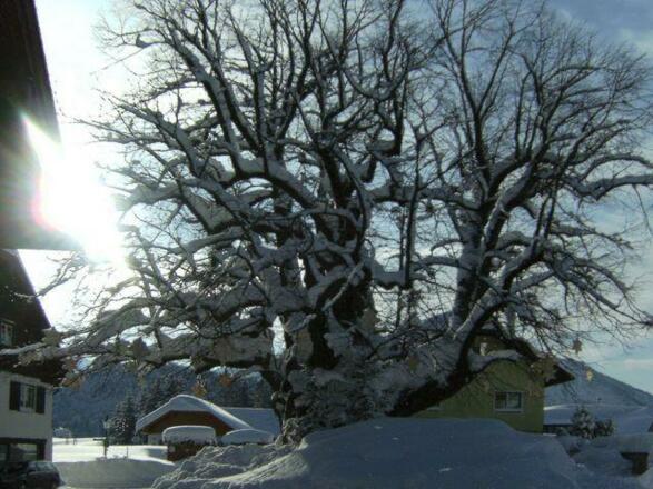 Faistenau, 1000jährige Eiche 2010