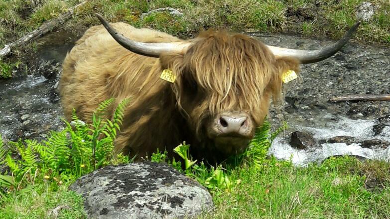 Unser Hochlandrind Lena auf der Alpe Gafluna