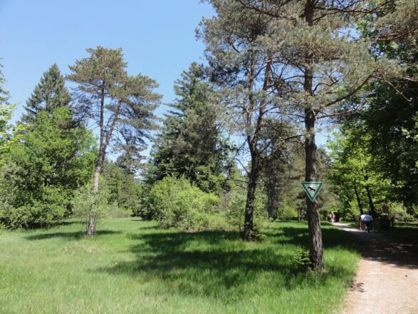 Heidewiese an der Schongauer Alm