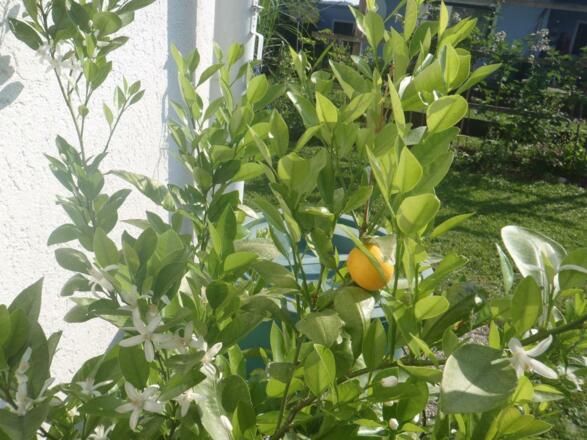 mandarinenbaeumchen