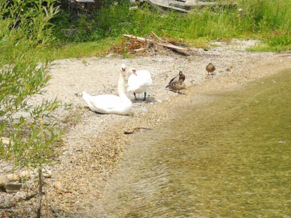 Schwäne und Enten am Badeplatz