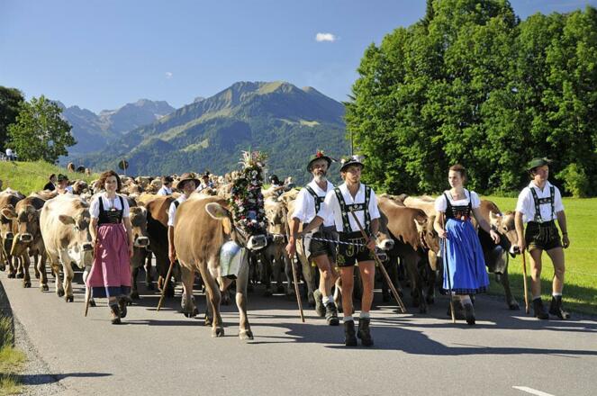 Viehscheid im Allgäu