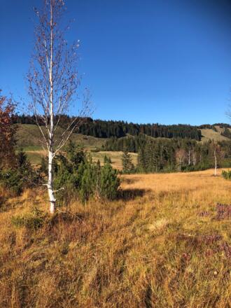 Häderichmoor im Schutzgebiet
