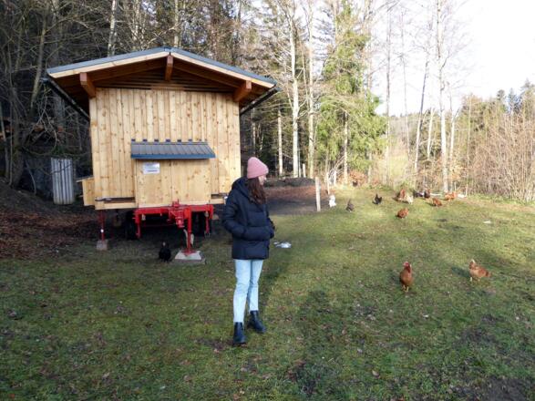 Glückliche Hühner am Kugelbergrundweg.