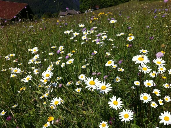 Blumengruss aus Bartholomäberg