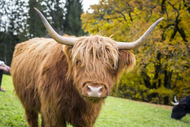 tiere-41
