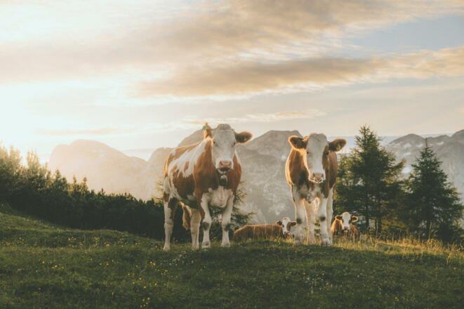 Kühe auf Alm