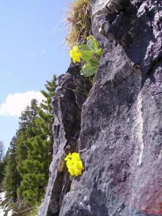 Bergblumen im Fels