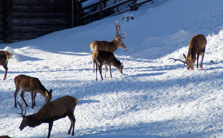 Bis zu 50 Stück Rowild in der Wildfütterung im Klausbachtal
