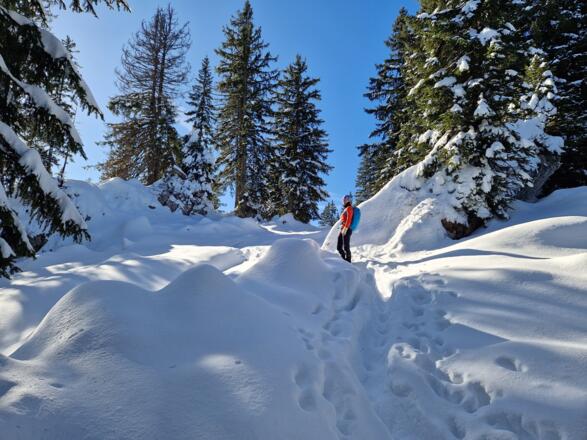 Gipfelbereich des Stolzenbergs.