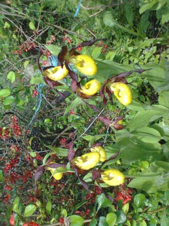 Seltene Orchidee: der Frauenschuh