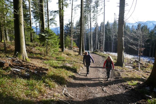Durch den teilweise lichten Wald kann etwas Sonne durchdringen.