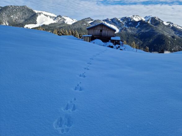 Hasenspuren im Neuschnee.