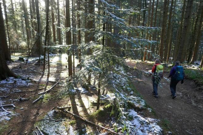 Schöne Waldwege beim Abstieg vom Rohnberg