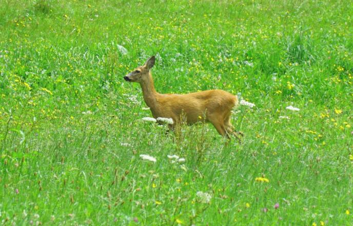Besuch am Morgen