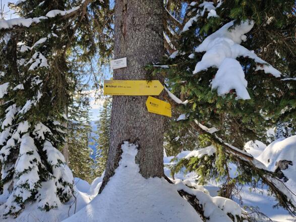 Der Gipfelbaum des Stolzenberg!