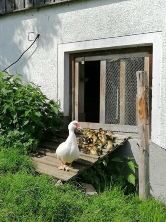 Enten-Großfamilie