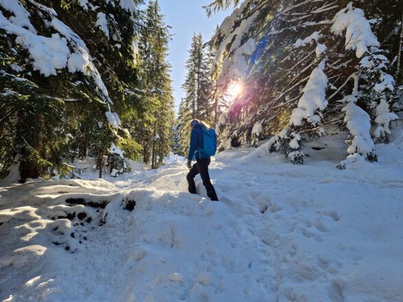 Durch lichten Wald Richtung Stolzenberg.
